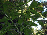 Brasiliopuntia brasiliensis