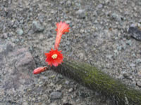 Cleistocactus acanthurus