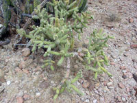 Cylindropuntia alcahes