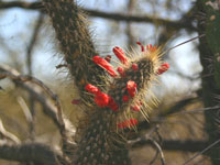 Cleistocactus baumannii