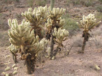 Cylindropuntia bigelovii