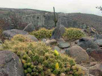 Cumulopuntia boliviana