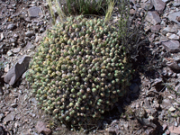 Cumulopuntia boliviana