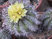 Copiapoa bridgesii