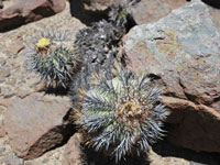 Copiapoa calderana