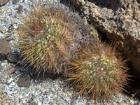 Copiapoa calderana