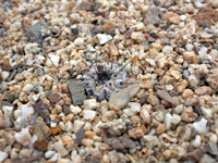 Copiapoa cinerea