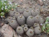 Copiapoa cinerea