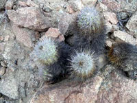 Copiapoa coquimbana