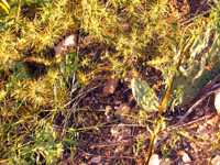 Cylindropuntia davisii