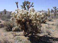 Cylindropuntia echinocarpa