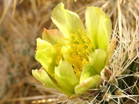 Cylindropuntia echinocarpa