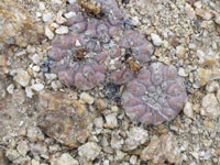 Copiapoa esmeraldana