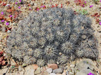 Copiapoa fiedleriana