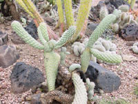 Cylindropuntia fulgida