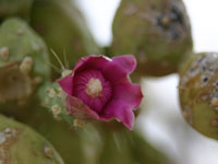 Cylindropuntia fulgida