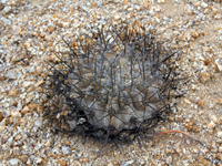 Copiapoa grandiflora