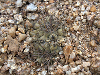 Copiapoa grandiflora