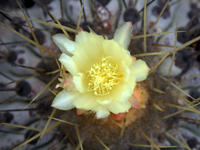 Copiapoa haseltoniana