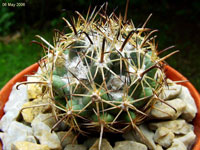 Coryphantha hintoniorum