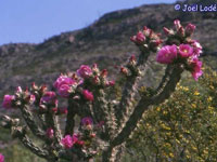 Cylindropuntia imbricata