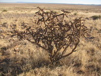 Cylindropuntia imbricata