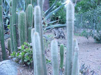 Cleistocactus hyalacanthus