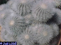 Copiapoa krainziana