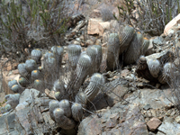 Copiapoa krainziana