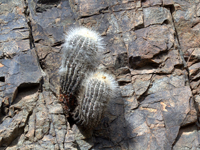 Copiapoa krainziana