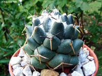 Coryphantha maiz-tablasensis