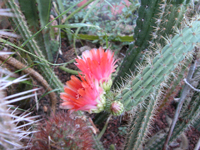 Corryocactus melanotrichus