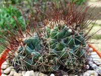 Coryphantha odorata