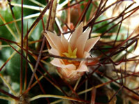 Coryphantha odorata