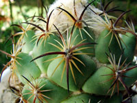 Coryphantha pallida