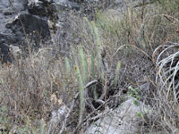 Cleistocactus peculiaris