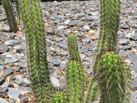 Cleistocactus plagiostoma