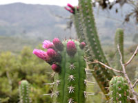 Cleistocactus plagiostoma