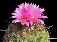 Coryphantha pseudoechinus