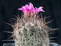 Coryphantha pseudoechinus