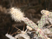 Cylindropuntia ramosissima