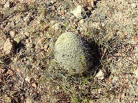 Coryphantha recurvata