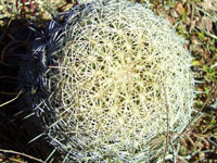 Coryphantha recurvata