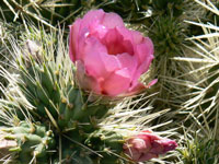 Cylindropuntia rosea