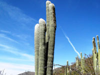 Cephalocereus senilis