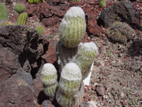 Cleistocactus serpens