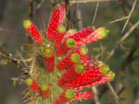 Cleistocactus smaragdiflorus