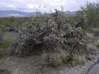 Cylindropuntia spinosior