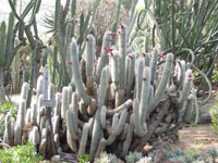 Cleistocactus strausii