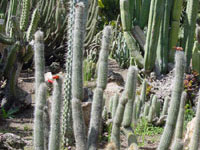Cleistocactus tarijensis